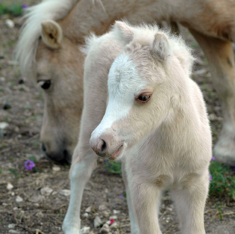 Little America's LadySelfridgeBoogie